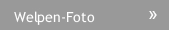Welpen-Foto Welpen-Foto